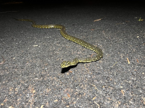 Diamond Python sighting