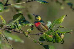 Forest Double-Collared Sunbird photo 4