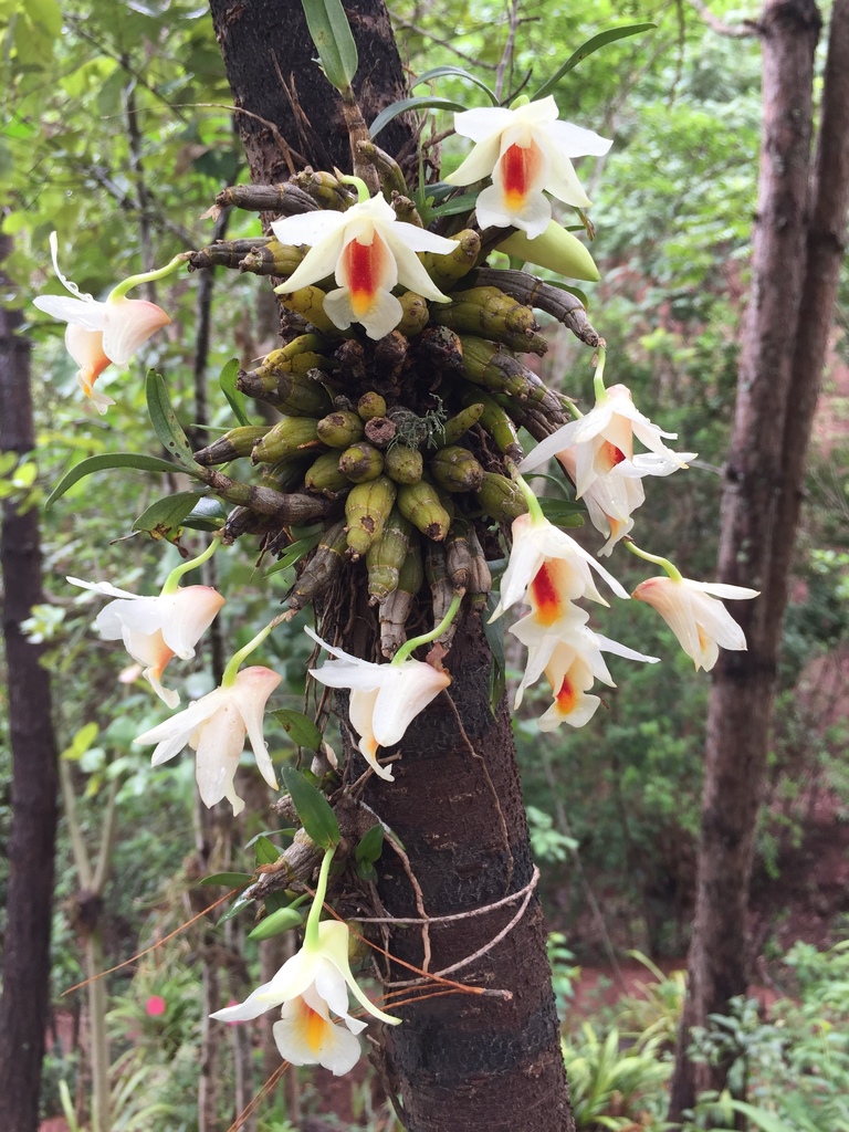 Dendrobium christyanum Rchb.f. 3