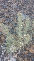 Oreocarya thompsonii