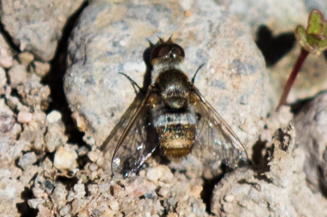 Thyridanthrax sini