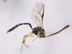 Brachycyrtus