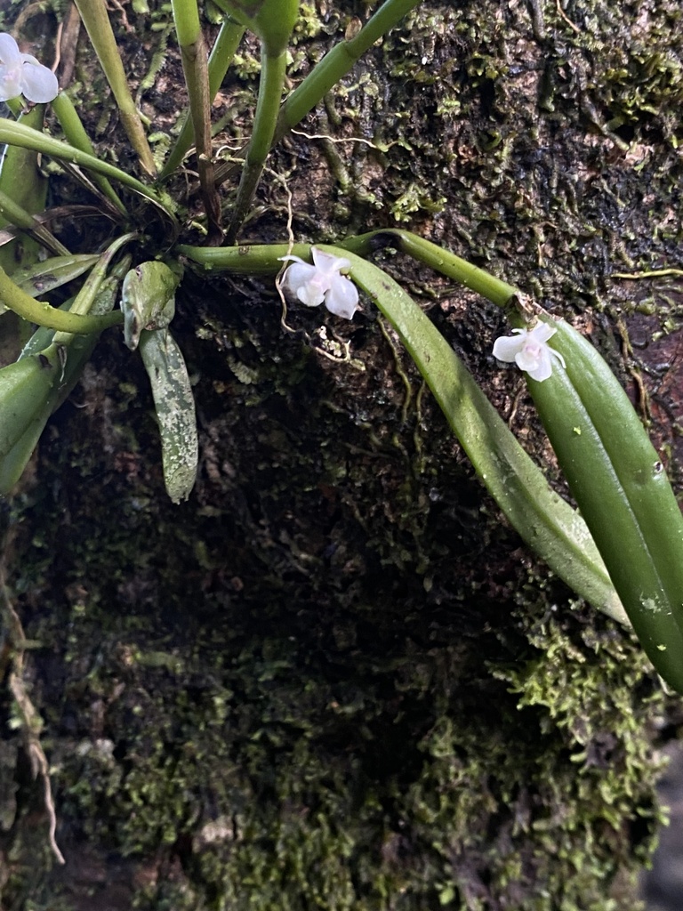 Dendrobium versteegii J.J.Sm.
