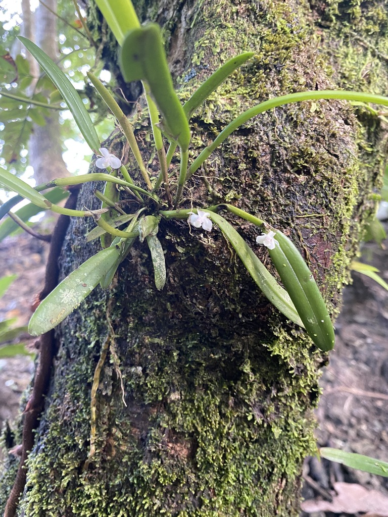 Dendrobium versteegii J.J.Sm. 2