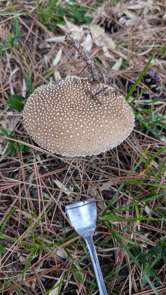 Amanita ibotengutake · November 2024 · photo: © atsushi_nakajima_cirque (iNaturalist, cc-by)