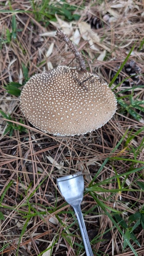 Amanita ibotengutake
