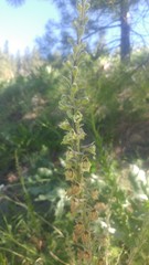 Delphinium viridescens