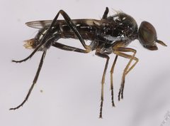 Acraspisa