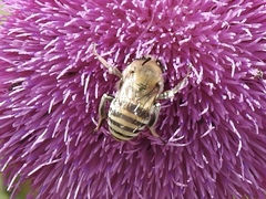 Anthophora montana
