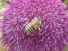 Anthophora montana