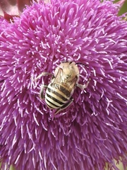 Anthophora montana