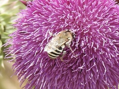 Anthophora montana