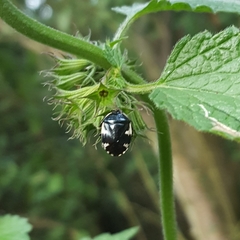 Tritomegas sexmaculatus