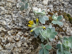 Acmispon argophyllus