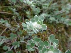 Acmispon argophyllus