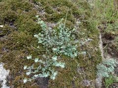 Acmispon argophyllus