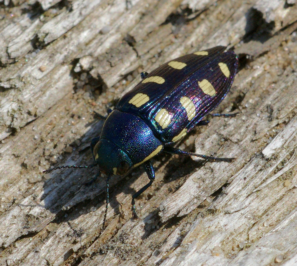 Eight-spotted Jewel Beetle