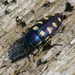 Eight-spotted Jewel Beetle - Photo (c) Christian Fischer, some rights reserved (CC BY-SA)