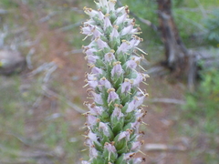 Veronica plantaginea