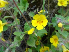 Erythranthe geniculata