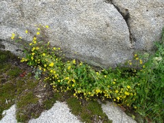 Erythranthe geniculata