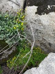 Erythranthe geniculata