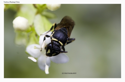Hylaeus perforatus