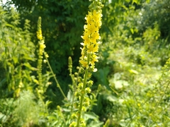 Agrimonia pilosa
