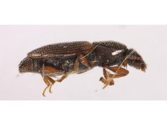Monotomidae