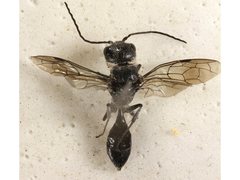 Tachyphron aculeatus