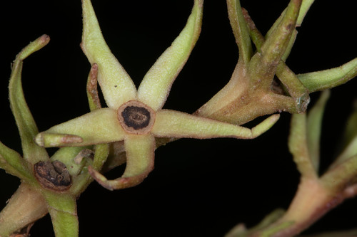 Gesneria ekmanii