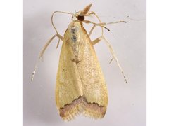 Autocharis mimetica
