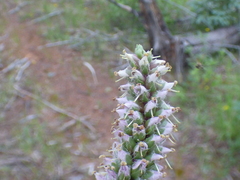 Veronica plantaginea