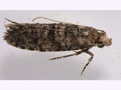 Acridotarsa celsella