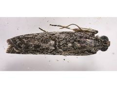Sciota melanostyla