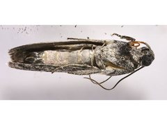 Sciota melanostyla