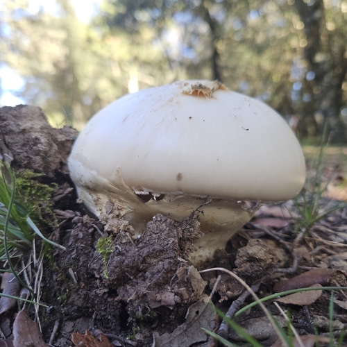 Amanita ovoidea — (c) Emily Nyenyedzi Davies, some rights reserved (CC BY)