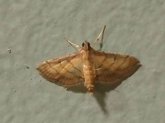 Cnaphalocrocis