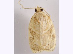 Adoxophyes templana