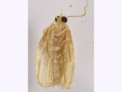 Adoxophyes templana