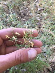 Leptosiphon floribundus glaber