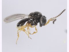 Platygastridae