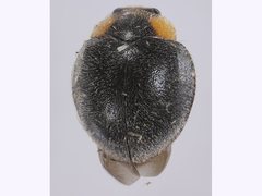 Apolinus terminalis