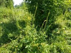 Agrimonia pilosa