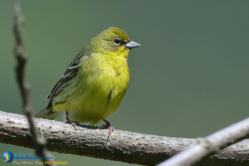 Emberiza sulphurata Temminck & Schlegel, 1848