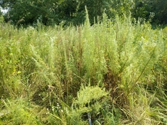 Artemisia abrotanum