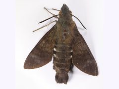Macroglossum micacea