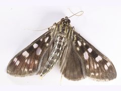 Pygospila bivittalis