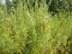 Artemisia abrotanum