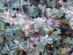 Acmispon argophyllus
